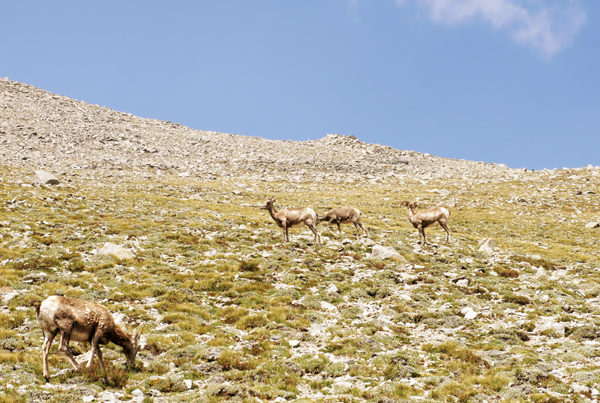 Big Horn female sheep near the summit of Mount Shavano, Colorado.